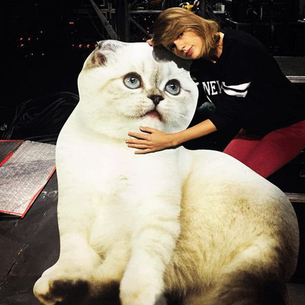 ellen pompeo taylor swift cat taylor swift finally reunited with her cats and everyone ellen pompeo taylor swift cat taylor swift finally reunited with her cats and everyone